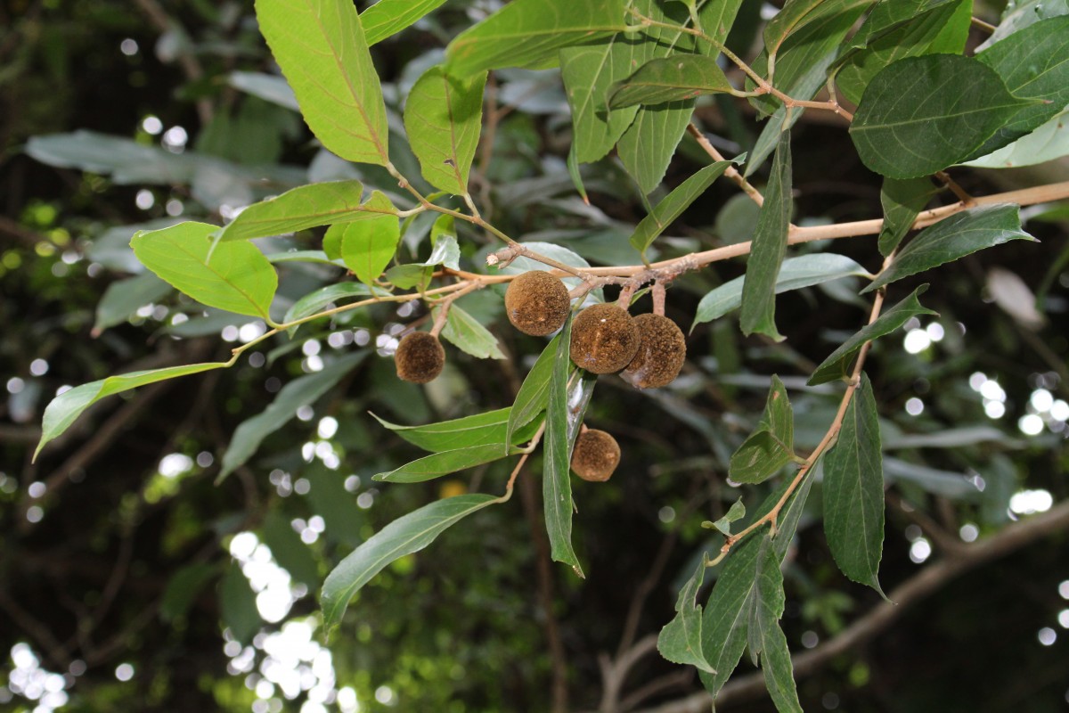 Hydnocarpus